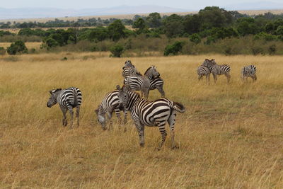 Zebra and zebras on grass