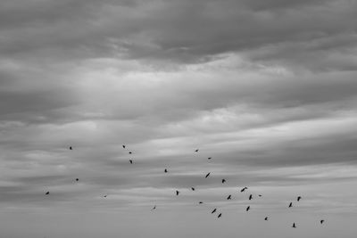 Low angle view of birds flying against sky