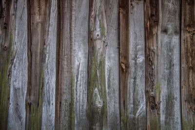 Full frame shot of tree trunk