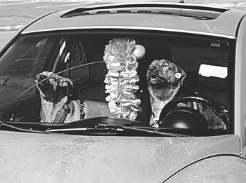 Portrait of car seen through windshield