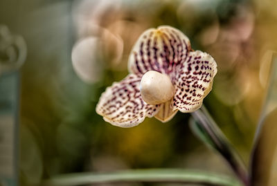 Close-up of white flowering plant