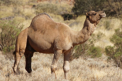 Side view of camel standing on land