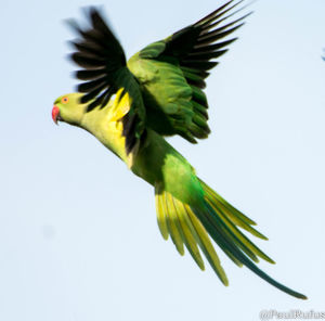 Close-up of parrot flying