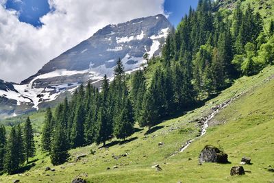 Scenic view of trees and mountains against sky