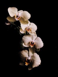 Close-up of white orchids against black background