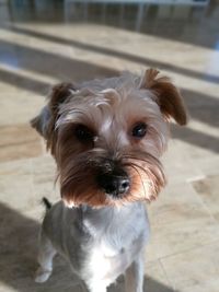 Close-up portrait of dog