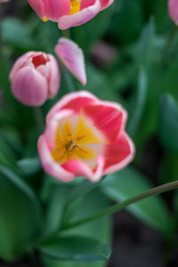 Close-up of pink flowering plant