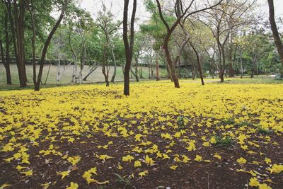 Yellow flowers blooming on field by trees against sky