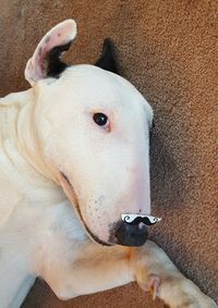 Close-up portrait of dog