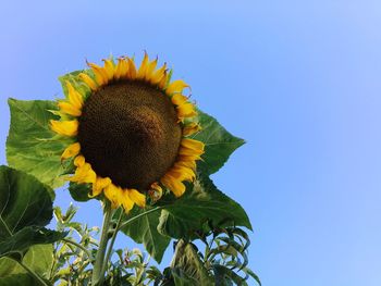 Close-up of sunflower