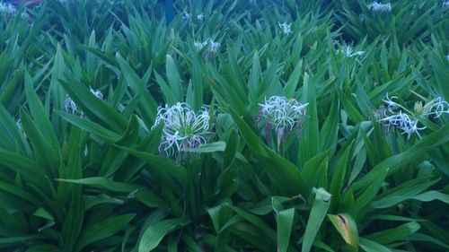 High angle view of purple flowering plants on field