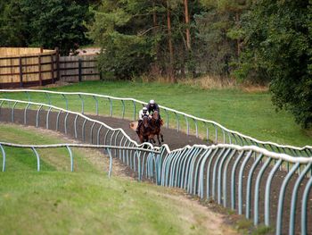 Man riding horse cart on grass