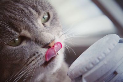 Close-up portrait of cat