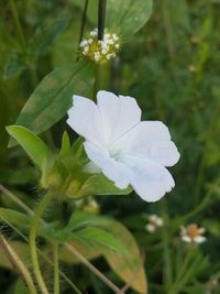 Close-up of white flowering plant