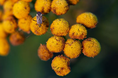 Close-up of insect on plant