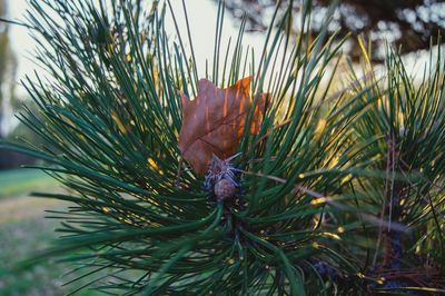 Close-up of plant