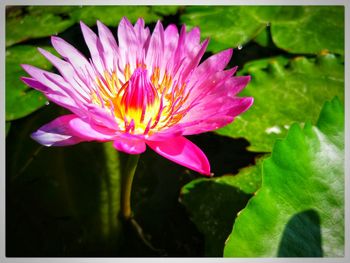 Close-up of pink lotus water lily