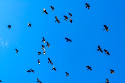 Low angle view of birds flying against blue sky