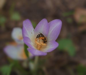 Close-up of honey bee pollinating on purple flower