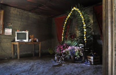 Potted plants on the wall