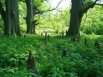 Trees in forest