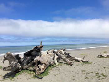 Driftwood on beach against sky