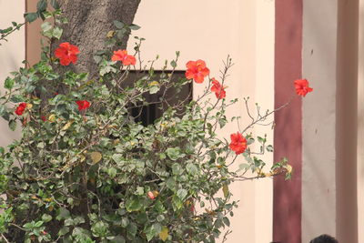 Close-up of red flowers blooming on tree