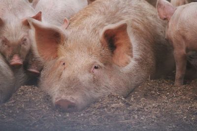 Close-up of pig