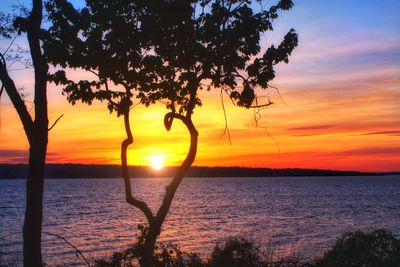 Silhouette tree against sea during sunset