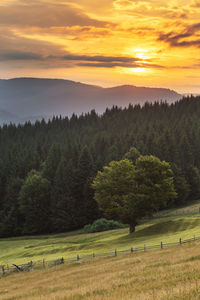 Scenic view of forest and mountains against cloudy sky during sunrise