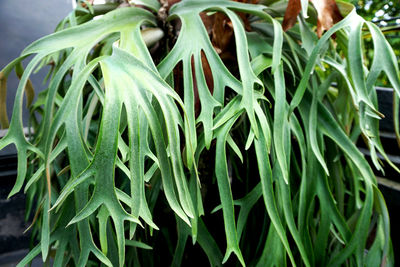 Close-up of succulent plant