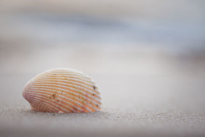 Close-up of seashell on beach