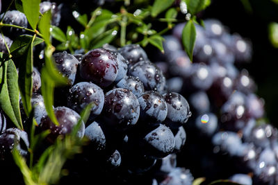 Close-up of wet berries growing on plant