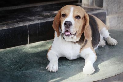 Portrait of beagle sitting on steps during sunny day