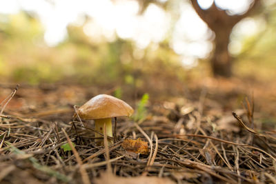 Close-up of mushroom growing on field