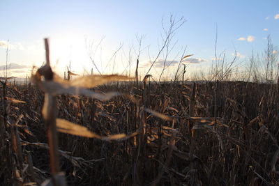 Close-up of plants on field against sky