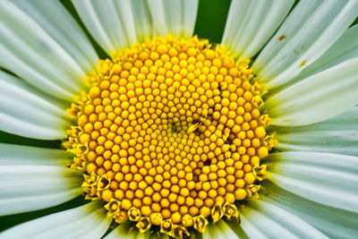 Close-up of yellow flower