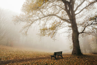 Empty bench in park during autumn