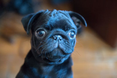 Close-up portrait of a dog