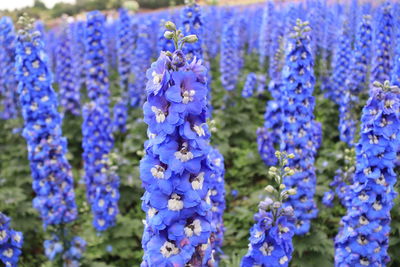 Close-up of purple flowering plants on field