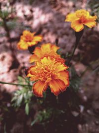 Close-up of yellow flowers blooming outdoors