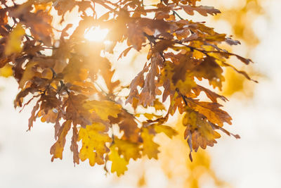 Close-up of autumnal leaves on tree