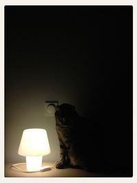 Close-up of cat in darkroom