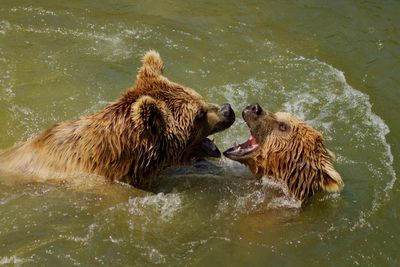 Bears in a lake