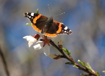 Close-up of butterfly on flower