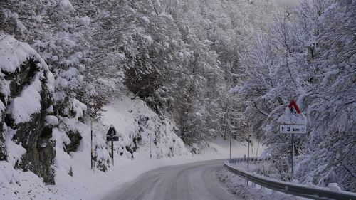 Road amidst trees