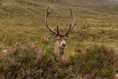 Stag Flower