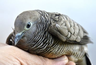 Close-up of hand holding bird