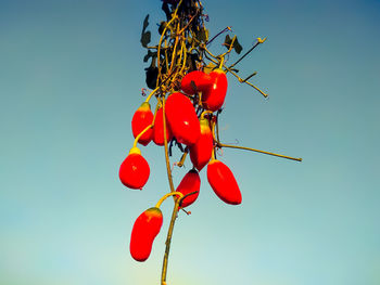 Low angle view of red berries against clear blue sky