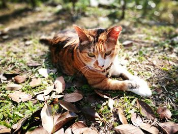 Close-up of cat sitting outdoors